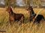 Dobermann Carina Al-Bet R.I.P. - Dronning Ronja 7 år og Prinsesse Sheila 5½ år, de er da smukke ;o)