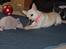 Chihuahua Nahla - Hmm....gufe guf. ;)