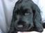 Cocker spaniel *Olsen - lille lille Olsen