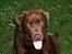 Labrador retriever Anton / Korols Bufas