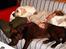 Labrador retriever Anton / Korols Bufas