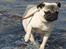 Mops Anton Sixten Milo - Brrr! Du sagde 18 grader, mor!!