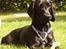 Blanding af racer Trofast aka. "Rufas" - Holder lige vagt ude i haven... 