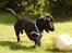 Blanding af racer Trofast aka. "Rufas" - Leger lige lidt med bolden... 
