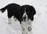 Engelsk springer spaniel Mirocchi (Louis) - Gået bort