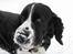 Engelsk springer spaniel Mirocchi (Louis) - Gået bort - Uf, det sne er koldt....!