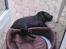Labrador retriever Brårup´s Prins Pavlos - Ups.. Ved siden af..