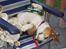 Beagle Berta <'3 - Berta sover middags lur med sin bajer ! ;D