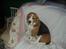 Beagle Berta <'3 - Berta lige inden vi afleverede hende hos nogen da vi skulle på skiferie ;D