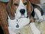 Beagle Berta <'3 - her er hun ved dem hun bliver passet ved ;D
