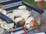 Beagle Berta <'3 - Igen med hendes bajer ;D