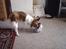 Papillon Cleo R.I.P