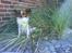 Papillon Cleo R.I.P - *NYT* Juli 07