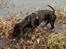 Blanding af racer Trofast aka. "Rufas" - Vandhund :o) 