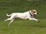 Blanding af racer (Bull/Rott) Morgan R.I.P - tonser