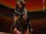 Dvaergpinscher Rødkildes Shorty - I´m a real Dobermann gangsta´, Yeah Shorty´s in da house;-)