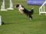 Border collie Aya *15.1.2003 - 12.1.2016* - Stooooort spring!