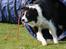 Border collie Aya *15.1.2003 - 12.1.2016* - FEDT billede - jeg er helt vild med det.