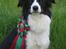 Border collie Aya *15.1.2003 - 12.1.2016* - Denne flotte rosette fik jeg, da jeg blev Dansk Lydigheds Champion