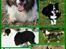 Border collie Aya *15.1.2003 - 12.1.2016* - Stamtavle: Øverst far Coon (McCoon) til venstre & mor Maggie (Maliway Magic in Time) I midten farfar Dandy Mac til venstre & morfar Cosmo (BorderShock Extacy Devil) Nederst farmor Sandie Darling  til venstre & mormor Fay (Dunja from Goat Valley)