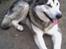 Alaskan malamute SILVER