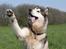 Alaskan malamute SILVER - hi five