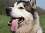Alaskan malamute SILVER
