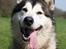 Alaskan malamute SILVER