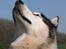 Alaskan malamute SILVER