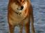 Shiba  - Luie *R.I.P* - Hov kom der nogen ? ;o) 