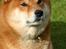 Shiba  - Luie *R.I.P* - smuk dreng..