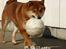 Shiba  - Luie *R.I.P* -  hæhæ., du kan ikke fange mig. ;o) *NYT