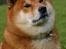 Shiba  - Luie *R.I.P*