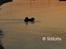 Shiba  - Luie *R.I.P*