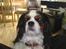 Cavalier king charles spaniel Ziggy 