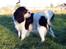 Cavalier king charles spaniel Ziggy 