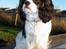 Cavalier king charles spaniel Ziggy 