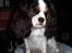 Cavalier king charles spaniel Ziggy 