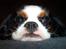 Cavalier king charles spaniel Ziggy 