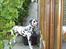 Dalmatiner Walter ( R.I.P ) - Hey.....mor....katten gik herind! Luk lige op