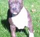 Amerikansk staffordshire terrier Mississippi Red Deep Purp