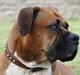 Amerikansk bulldog Tess