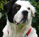 Blanding af racer Emma* himmelhund*