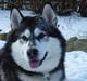 Alaskan malamute Malic *RIP*
