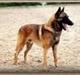 Malinois "Popeye" 