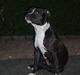 Amerikansk staffordshire terrier tika 