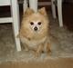 Pomeranian Thea død