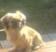 Pekingeser Chu Pow