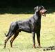 Dobermann  Eboss)jubari