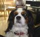 Cavalier king charles spaniel Ziggy 